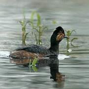 Black-necked Grebe