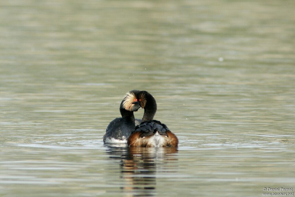 Grèbe à cou noir , identification, Comportement