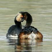 Black-necked Grebe