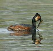 Black-necked Grebe