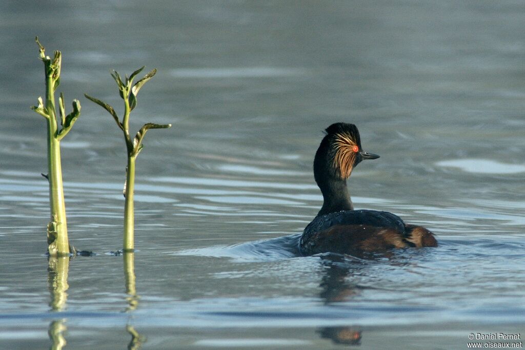 Black-necked Grebeadult, identification