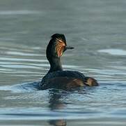 Black-necked Grebe