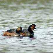 Black-necked Grebe