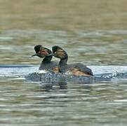 Black-necked Grebe