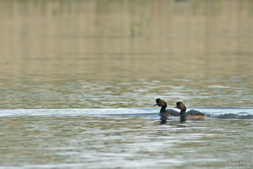 Black-necked Grebe adult, identification, Behaviour