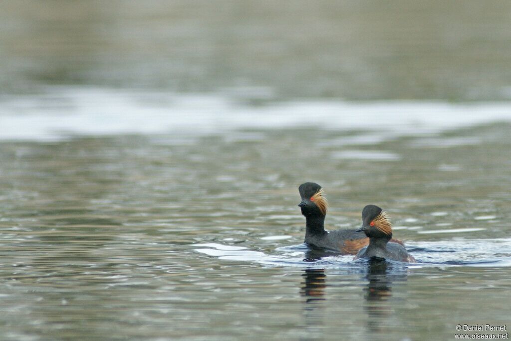 Black-necked Grebe adult, identification, Behaviour