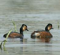 Black-necked Grebe