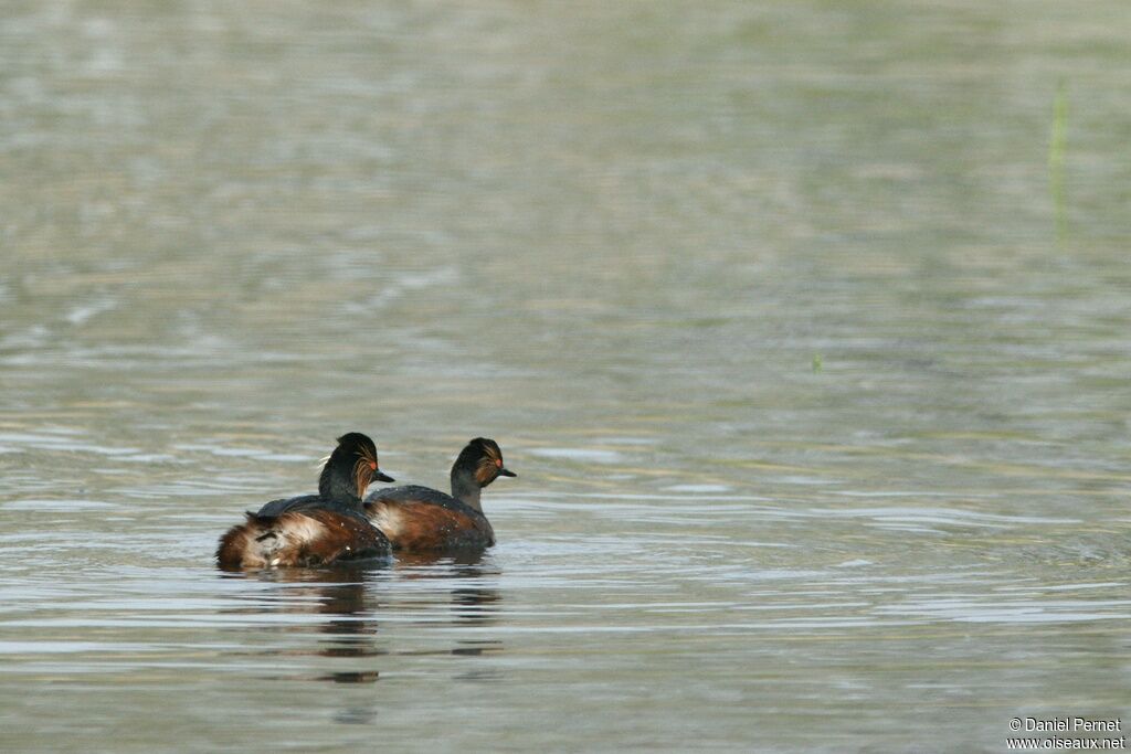 Black-necked Grebe adult, identification, Behaviour