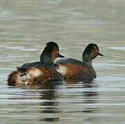 Black-necked Grebe