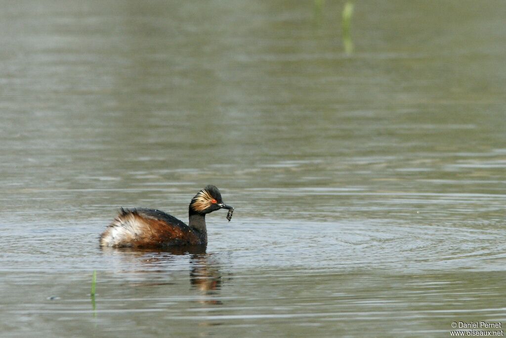 Grèbe à cou noiradulte, identification, régime