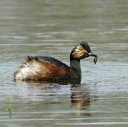 Black-necked Grebe