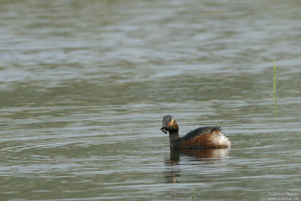 Black-necked Grebeadult, identification, feeding habits