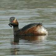 Black-necked Grebe