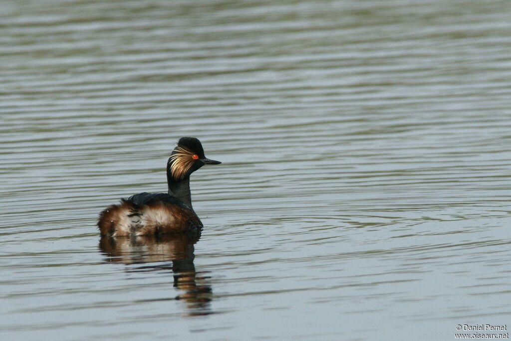 Grèbe à cou noiradulte, identification