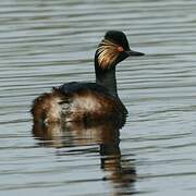 Black-necked Grebe