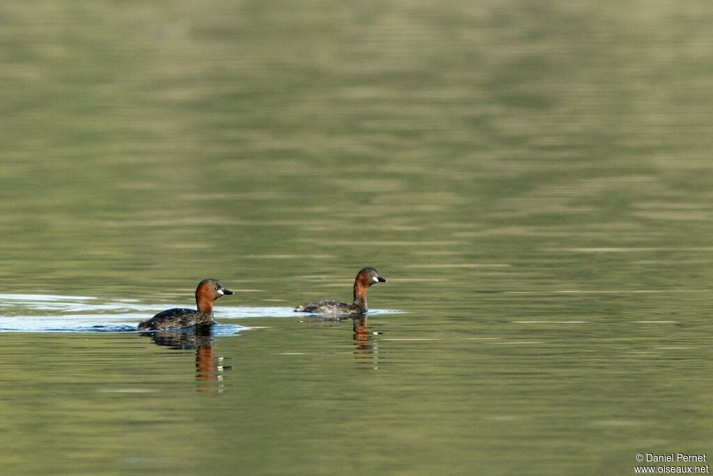 Little Grebe adult, identification