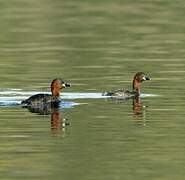 Little Grebe