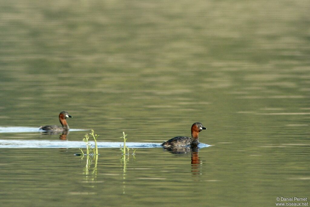 Little Grebe adult, identification