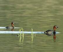 Little Grebe