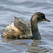 Little Grebe