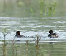 Little Grebe