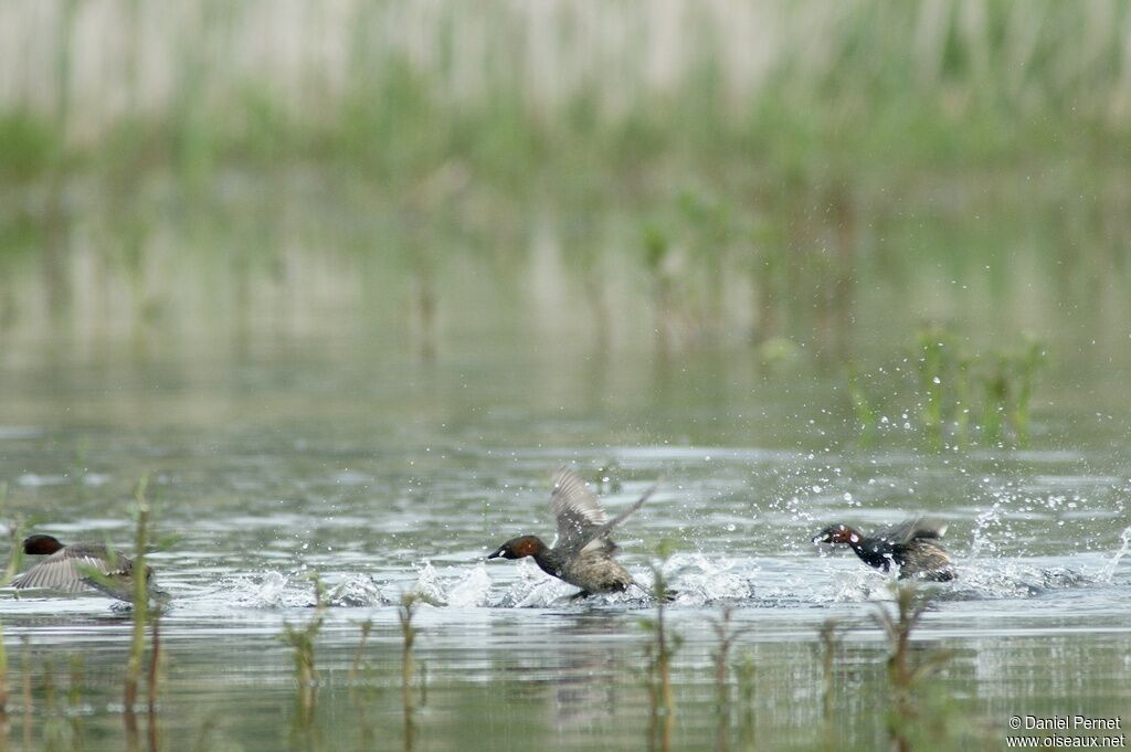 Little Grebeadult, identification, Behaviour