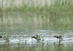 Little Grebe