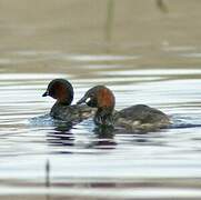 Little Grebe