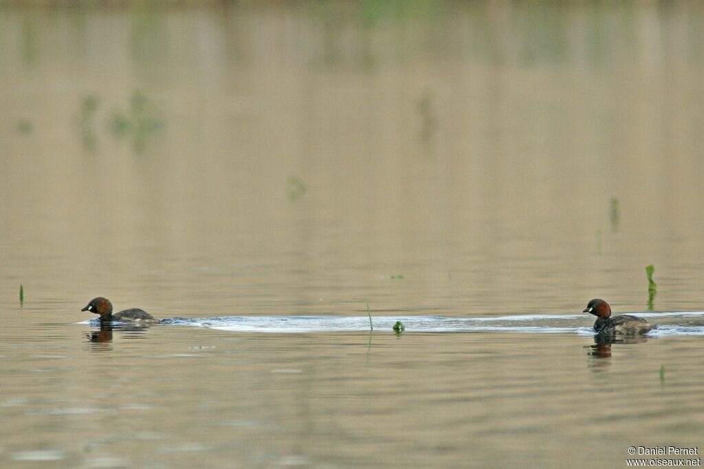 Little Grebe adult, identification