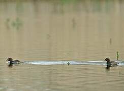 Little Grebe