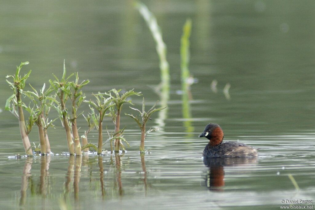 Little Grebeadult, identification