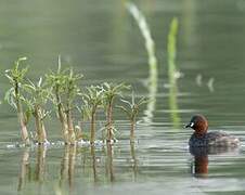 Little Grebe