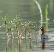 Little Grebe