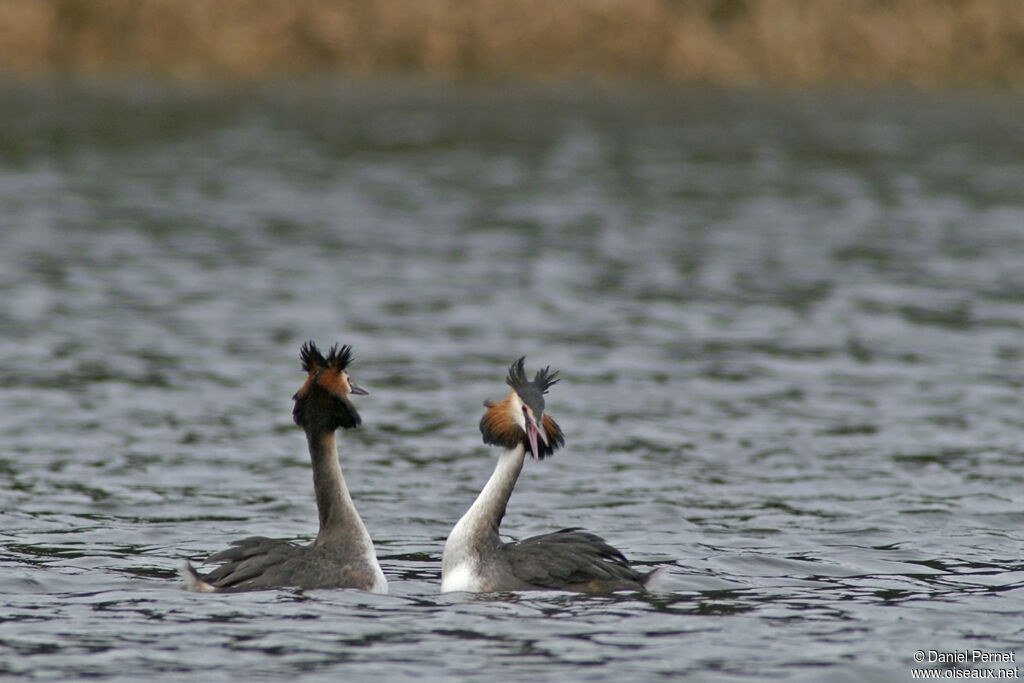 Great Crested Grebeadult breeding, identification, Behaviour