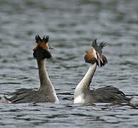 Great Crested Grebe