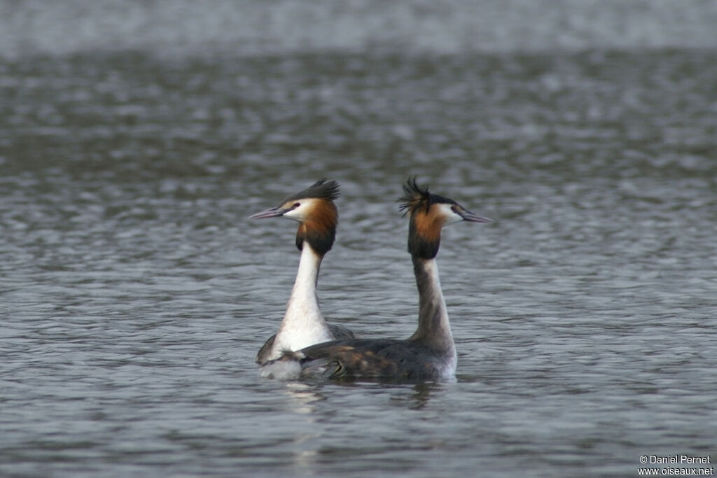 Great Crested Grebeadult breeding, identification, Behaviour