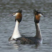 Great Crested Grebe