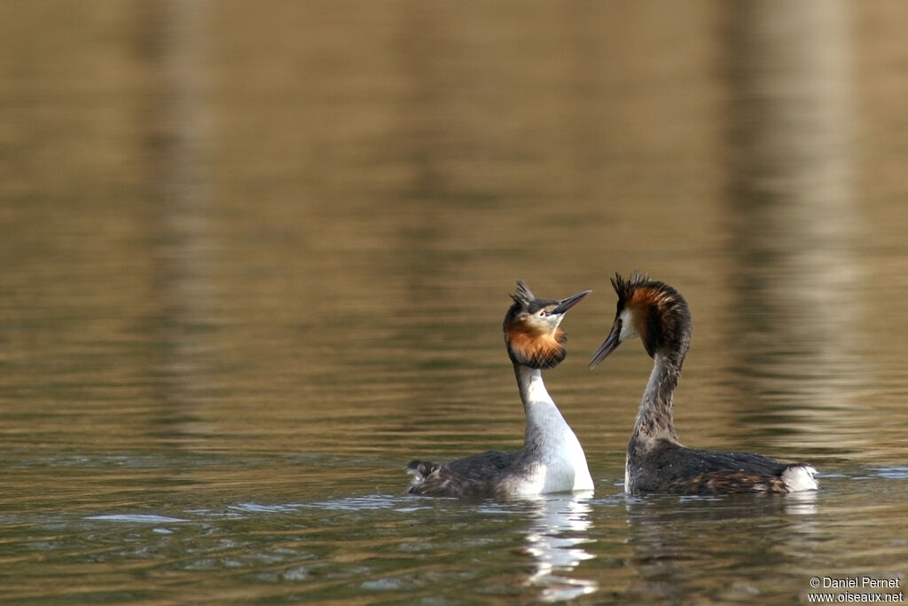 Great Crested Grebeadult breeding, identification, Behaviour