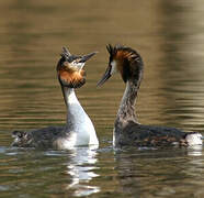 Great Crested Grebe