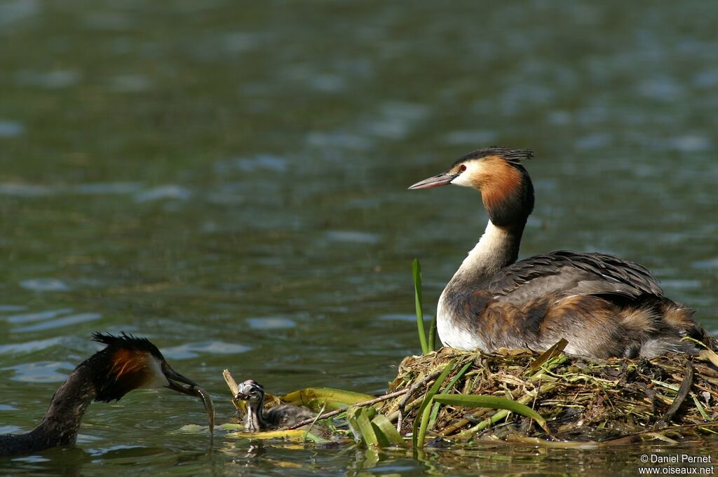 Great Crested Grebe, Behaviour