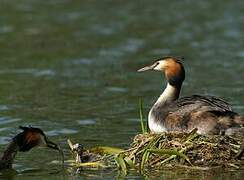 Great Crested Grebe