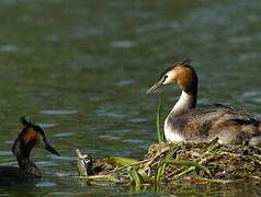 Great Crested Grebe
