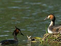 Great Crested Grebe