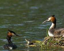 Great Crested Grebe