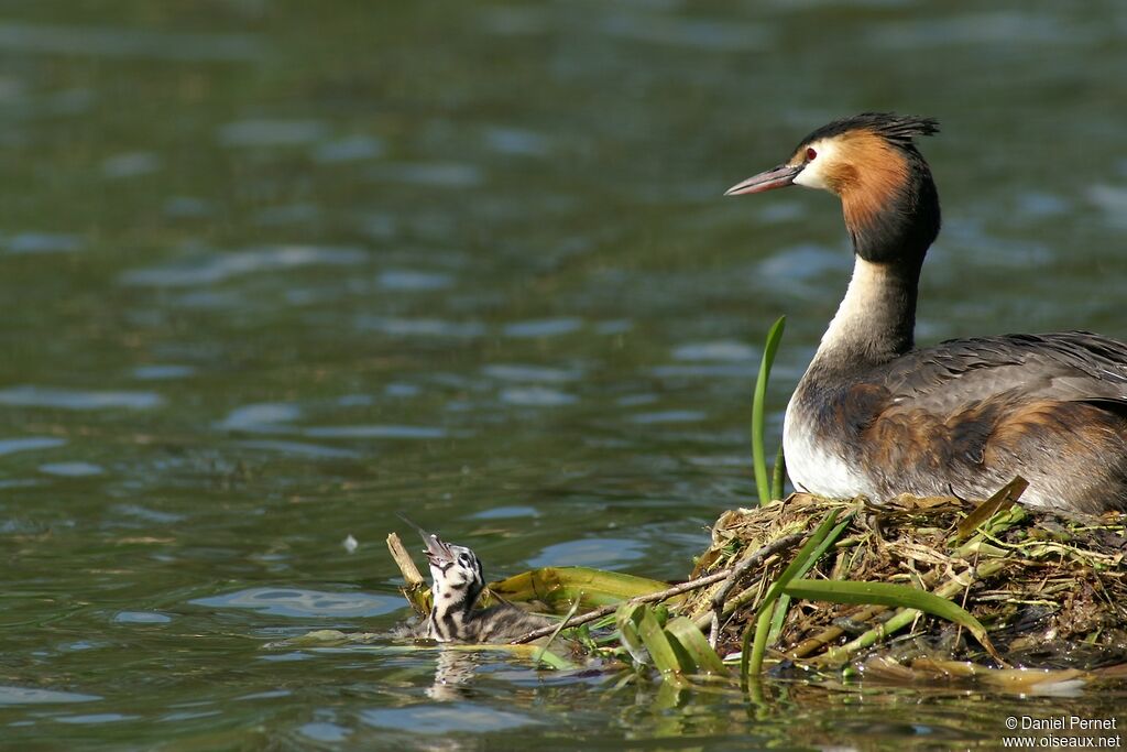 Great Crested Grebe, Behaviour