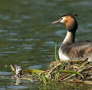 Great Crested Grebe