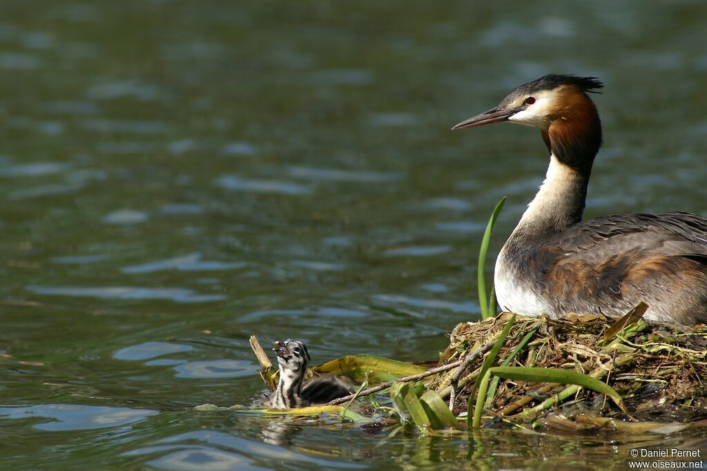 Great Crested Grebe, Behaviour