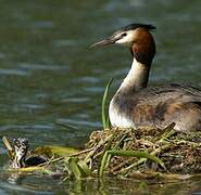 Great Crested Grebe