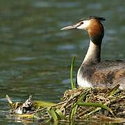 Great Crested Grebe