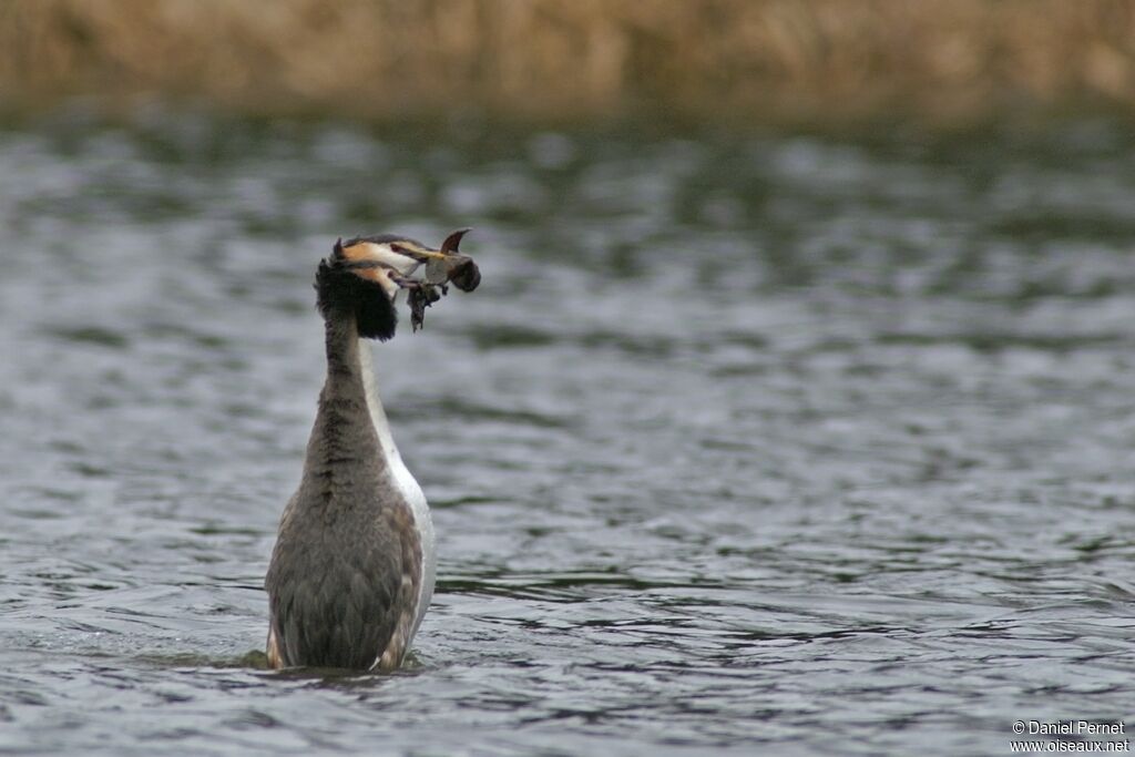 Great Crested Grebeadult breeding, identification, Behaviour